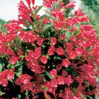 Вейгела Red Prince, Weigela Red Prince, Вейгела Ред принц