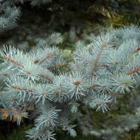 Ель колючая Edith, Picea pungens Edith, Ель колючая Эдит, Ель колючая Эдит купить, купить ель колючую эдит, эдит, ель эдит