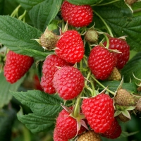 Малина Полька, Rubus