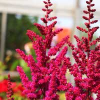 Астильба китайская Vision in Red, Astilbe chinensis Vision in Red, Астильба китайская Вижн ин Ред