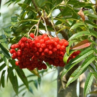 Рябина Dodong, Sorbus commixta Dodong, Рябина смешанная Додонг