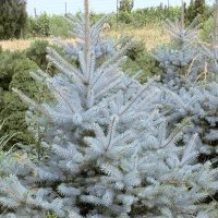 Ель колючая Edith, Picea pungens Edith, Ель колючая Эдит, Ель колючая Эдит купить, купить ель колючую эдит, эдит, ель эдит