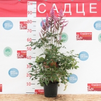 Астильба японская Therese, Astilbe japonica Sister Therese, Астильба японская Sister Therese