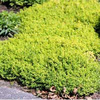 Тимьян Aureus, Thymus Aureus, Тимьян Ауреус