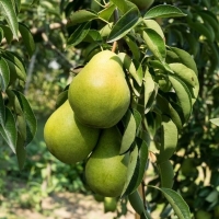Груша Бессемянка 5/6 лет, Pýrus, Груша Бессемянка