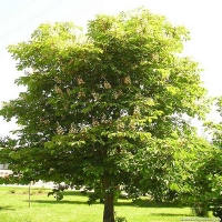 Каштан конский Baumannii, Aesculus hippocastanum Baumanii, Каштан конский Баумани