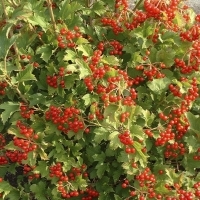 Калина  Compactum, Viburnum opulus Compactum, Калина обыкновенная Компактум