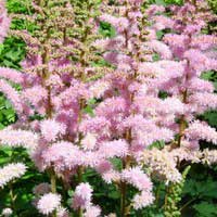 Астильба Pumila, Astilbe Pumila, Астильба Пумила