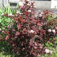 Пузыреплодник калинолистный Red Baron, Physocarpus opulifolius Red Baron, Пузыреплодник калинолистный Ред Барон