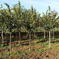Липа крупнолистная, Tilia platyphyllos, Липа крупнолистная 14/16