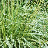 Молиния голубая Variegata, Molinia caerulea Variegata, Молиния голубая Вариегата