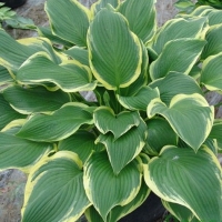Хоста Yellow River, Hosta Yellow River, Хоста Йеллоу Ривер
