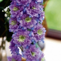 Дельфиниум Highlander Blueberry Pie, Дельфиниум Хайлэндер Блюберри Пай, Delphinium Highlander Blueberry Pie