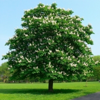 Каштан конский Baumannii, Aesculus hippocastanum Baumanii, Каштан конский Баумани