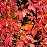 Виноград девичий, Parthenocissus