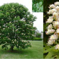 Каштан конский, Аesculus hippocastanum