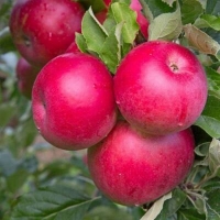 Яблоня Рождественское 6/7 лет, Malus, Яблоня Рождественское