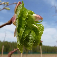 Липа мелколистная, Tilia cordata, Липа мелколистная 18/20