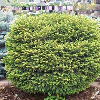Ель Little Gem, Picea Aies Little Gem, Ель обыкновенная Литл Джем