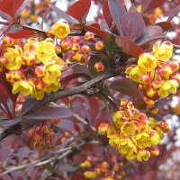 Барбарис Ottawensis Superba, Berberis Ottawensis Superba, Барбарис Оттавский Суперба