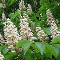 Каштан конский Baumannii, Aesculus hippocastanum Baumanii, Каштан конский Баумани