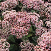 Очиток видный Matrona, Sedum Matrona, Очиток Матрона