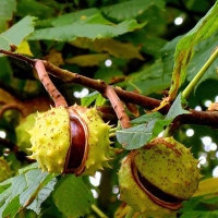 Каштан конский Baumannii, Aesculus hippocastanum Baumanii, Каштан конский Баумани