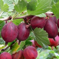 Крыжовник Hinnonmaki Red, Ríbes úva-críspa Hinnonmaki Red, Крыжовник Хиннонмаки Ред