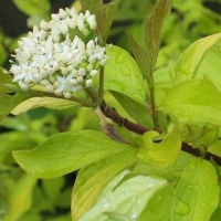 Дерен Aurea, Cornus alba Aurea, Дерен белый Ауреа