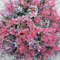 Барбарис Тунберга Atropurpurea Nana, Berberis thunbergii Atropurpurea Nana, Барбарис тунберга Атропурпурея Нана
