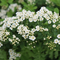 Спирея ниппонская Halward s Silver, Spiraea nipponica Halward s Silver, Спирея ниппонская Хелвардс Силвер