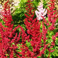 Астильба Arendsii Glut, Astilbe Arendsii Glut, Астильба Арендса Глат