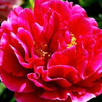 Пион Old Faithful, Paeonia lactiflora Old Faithful, Пион Олд Фейтфул