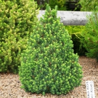 Ель сизая Conica, Picea glauca Conica, Ель сизая Коника