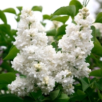 Сирень обыкновенная Мадам Абель Шатене, Syringa vulgaris Mme Abel Chatenay, Сирень обыкновенная Мадам Абель Шатене с7.5
