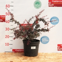 Барбарис Тунберга Coronita, Berberis Thunbergii Coronita, Барбарис Тунберга Коронита