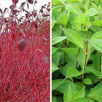 Дерен Sibirica, Cornus alba Sibirica, Дерен белый Сибирика