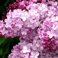 Сирень Frankfurter Frühling, Syringa vulgaris Frankfurter Frühling, Сирень Франкфуртер Фрюлинг