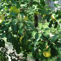 Груша Чижовская WRB 5/6 лет, Pyrus, Груша Чижовская