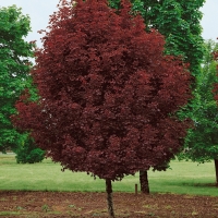 Клен остролистный Crimson Sentry, Acer platanoides Crimson Sentry, Клен остролистный Кримсон Сентри