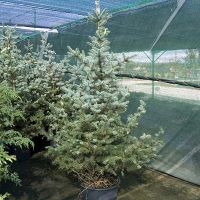 Ель колючая Blue Diamond 200/250 WRB, Ель колючая Blue Diamond, Blue Diamond, купить Blue Diamond, Блю Даймонд, купить ель блю даймонд, Picea pungens Blue Diamond