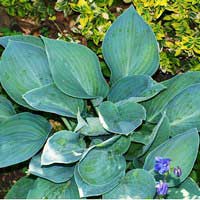 Хоста Moody Blues, Hosta Moody Blues, Хоста Муди Блюз