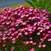 Камнеломка Арендса Carpet Purple Robe, Saxifraga arendsii Purple Robe, Камнеломка Арендса Капет Пёпл Роуб