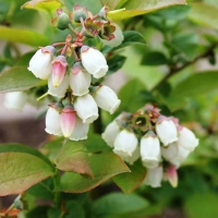 Голубика высокорослая Nelson, Vaccinium corymbosum Nelson, Голубика высокорослая Нельсон