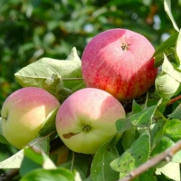 Яблоня Мелба WRB 5/6 лет, Malus, Яблоня Мелба