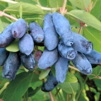 Жимолость Павловская, Lonicera caerulea Pavlovskaja