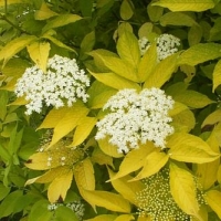 Бузина черная Aurea, Sambucus racemosa Aurea, Бузина черная Ауреа