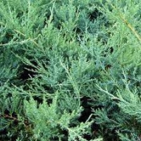 Можжевельник средний Pfitzeriana Glauca С40 125/150, можжевельник средний Pfitzeriana Glauca, купить можжевельник средний Pfitzeriana Glauca, Juniperus pfitzeriana Pfitzeriana Glauca