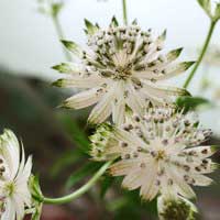 Астранция крупная Snowstar, Астранция крупная  Сноустар, Astrantia major Snowstar