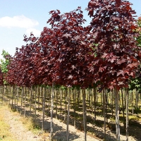 Клен остролистный Royal Red, Acer platanoides Royal Red, Клён остролистный Роял Ред